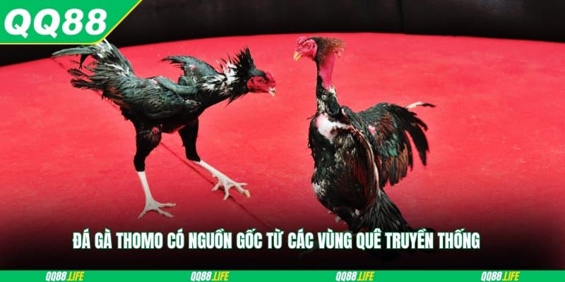 Đá gà thomo có nguồn gốc từ các vùng quê truyền thống