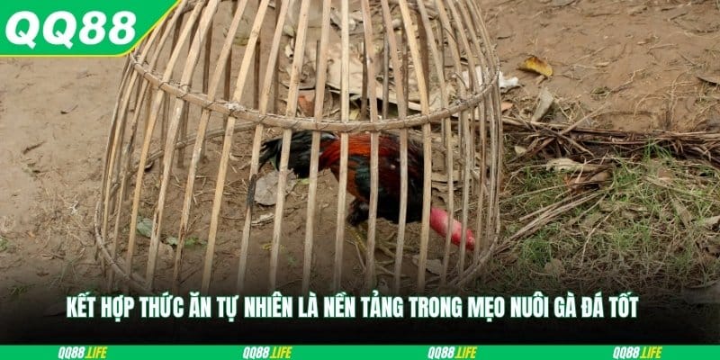 Kết hợp thức ăn tự nhiên là nền tảng trong mẹo nuôi gà đá tốt