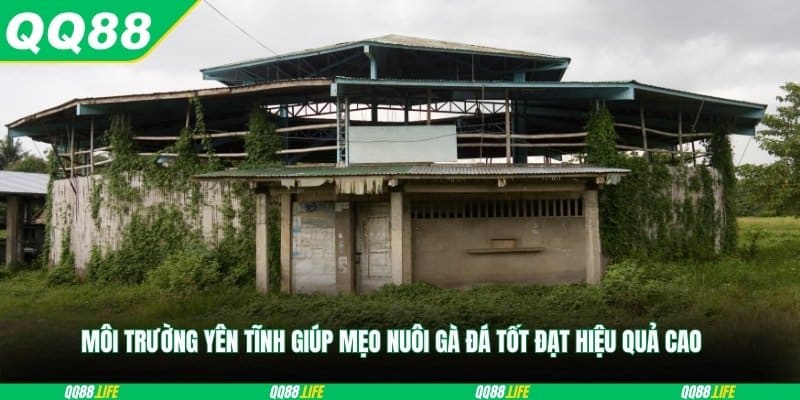 Môi trường yên tĩnh giúp mẹo nuôi gà đá tốt đạt hiệu quả cao