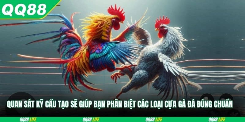 Quan sát kỹ cấu tạo sẽ giúp bạn phân biệt các loại cựa gà đá đúng chuẩn