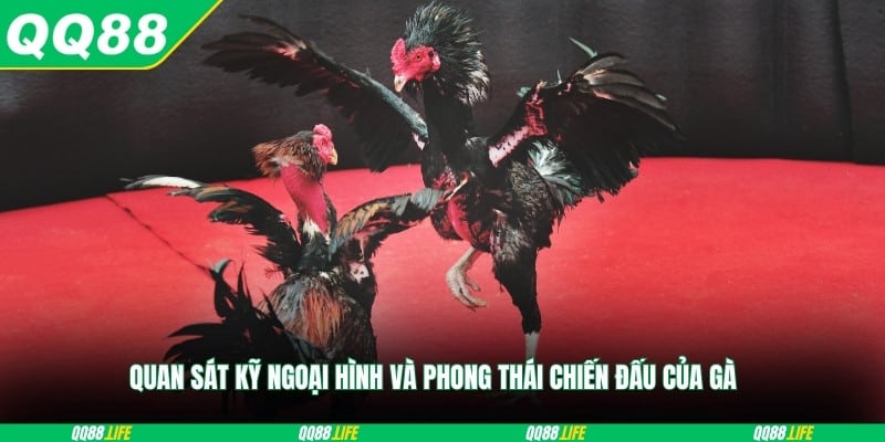 Quan sát kỹ ngoại hình và phong thái chiến đấu của gà