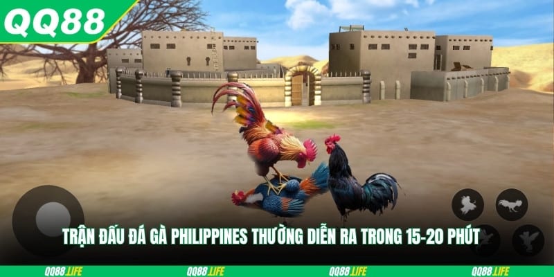 Trận đấu đá gà Philippines thường diễn ra trong 15-20 phút